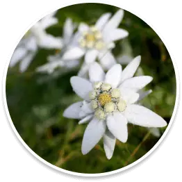 Albaspine herb ingredient in Bazopril for kidney and heart support